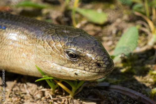 Anguis fragilis (Legless Lizard) in Natural Habitat