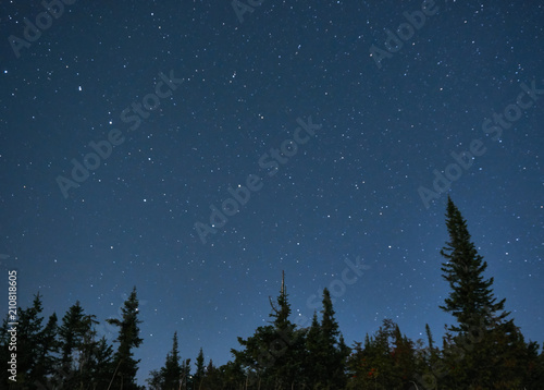  Blue starry sky over the fir-trees