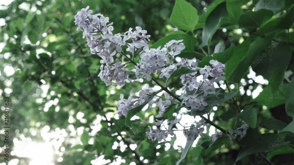 Close-up flowering branch of a lilac flower on a bush. Branches move in the wind against the background of the shining sun. Full HD video, 240fps, 1080p. Close-up flowering branch of a lilac flower on a bush. Branches move in the wind against the background of the shining sun. Full HD video, 240fps, 1080p.