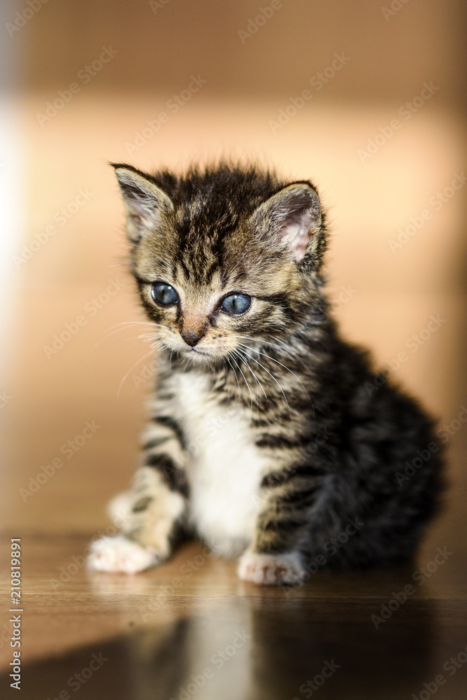 Small sweet tabby kitten.Small sweet tabby kitten.