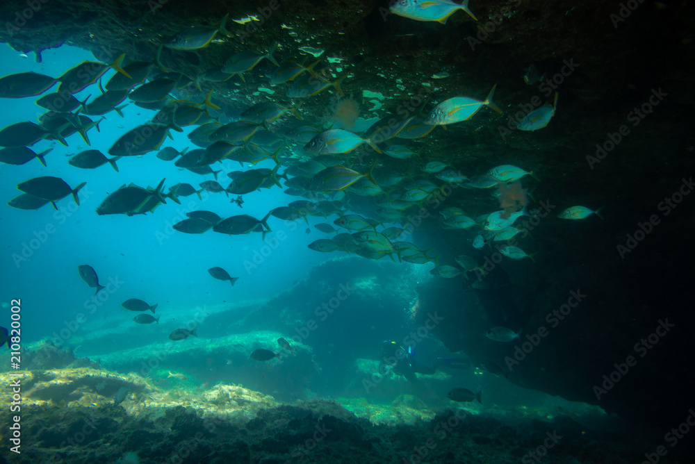 Fototapeta premium grupa ryb pływających