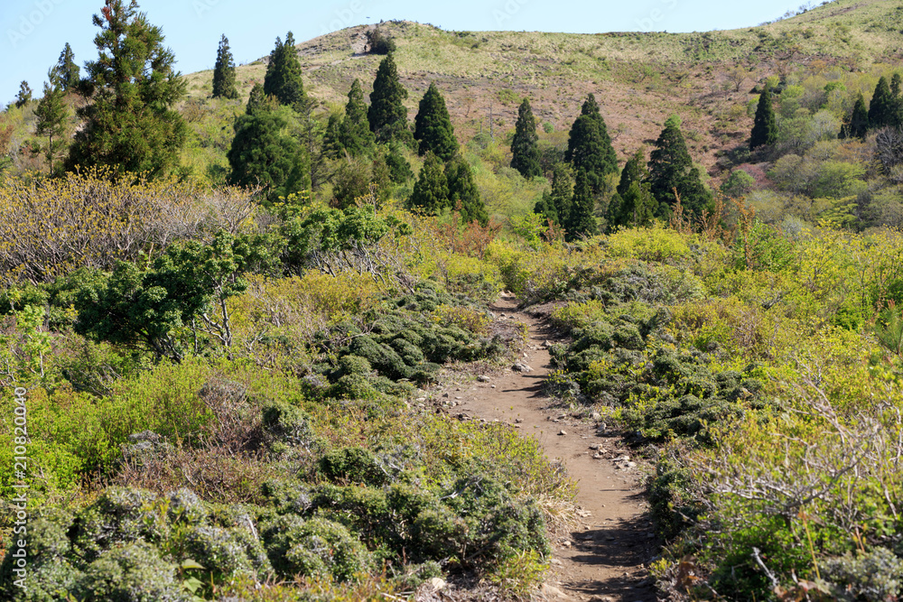 Dirt path winds up through green trees near peak of Mt. Bunagatake in Shiga Prefecture Dirt path winds up through green trees near peak of Mt. Bunagatake in Shiga Prefecture