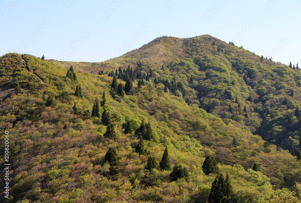Green trees near the top of Mount Bunagatake in Shiga, Japan