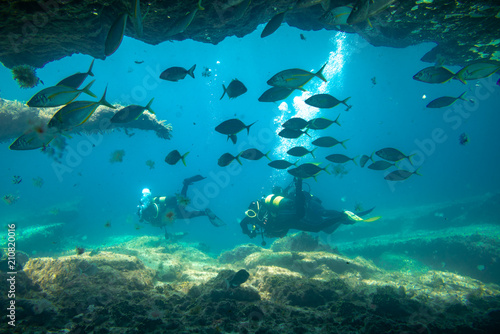 divers in immersion near the reef  fuerteventura canary islands