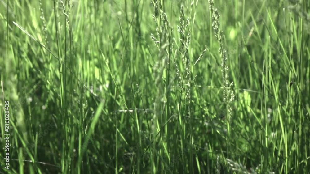 Slow flight of the camera through the green grass in the sunny day. Full HD panoramic video, 240fps, 1080p. Slow flight of the camera through the green grass in the sunny day. Full HD panoramic video, 240fps, 1080p.