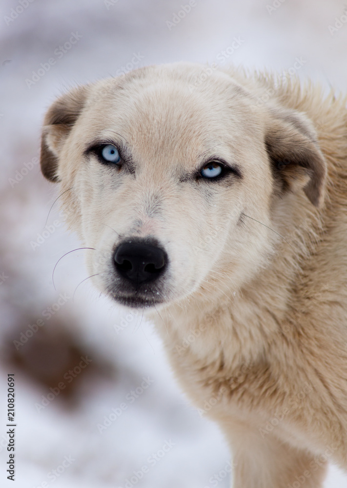 Dog in Snow Dog in Snow