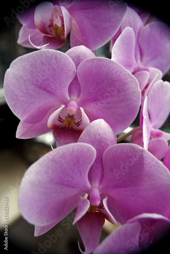 Orchideen. Schmuck in der Fensterbank  © Gitte