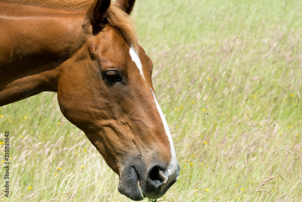 Horse outside grazing in a sunny field of grass Horse outside grazing in a sunny field of grass