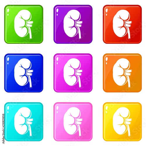 Kidney icons of 9 color set isolated vector illustration