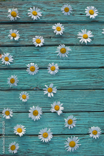 white daisies Matricaria on a vintage antique turquoise-colored boards, wallpaper, background for text © Alla Dmitriuk