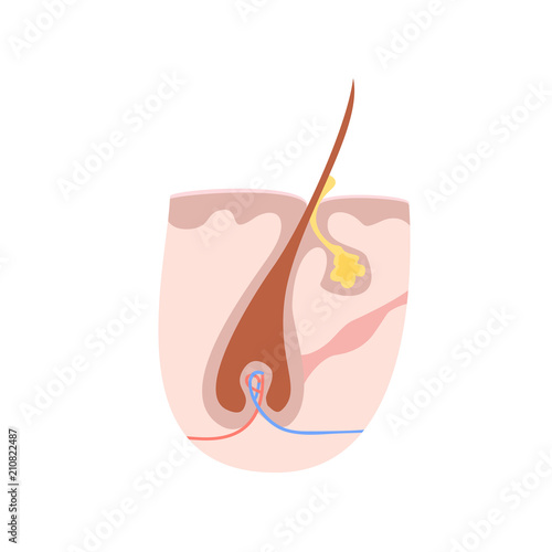 Anatomy structure of hair illustration