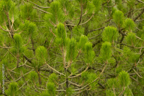 green coniferous cedar tree branches