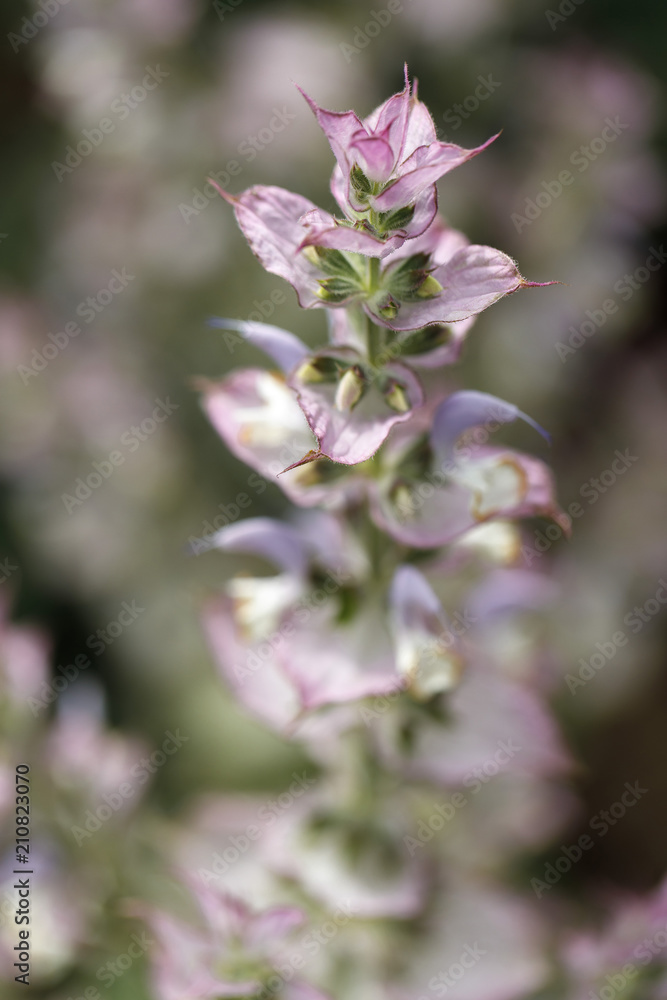 Fototapeta premium beautiful lilac flower o