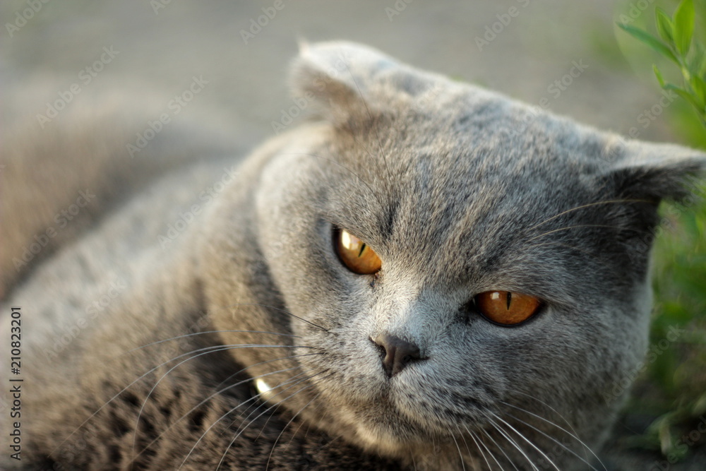 portrait of a British fold lop-eared cat