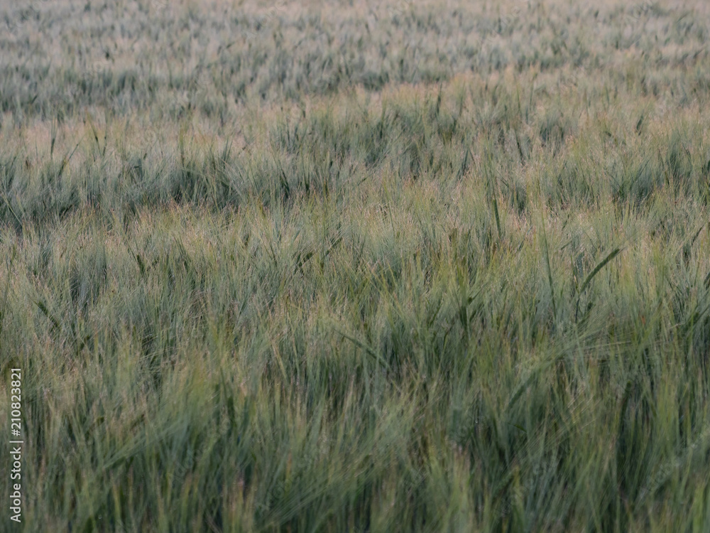 rye meadow barley field in the morning rye meadow barley field in the morning