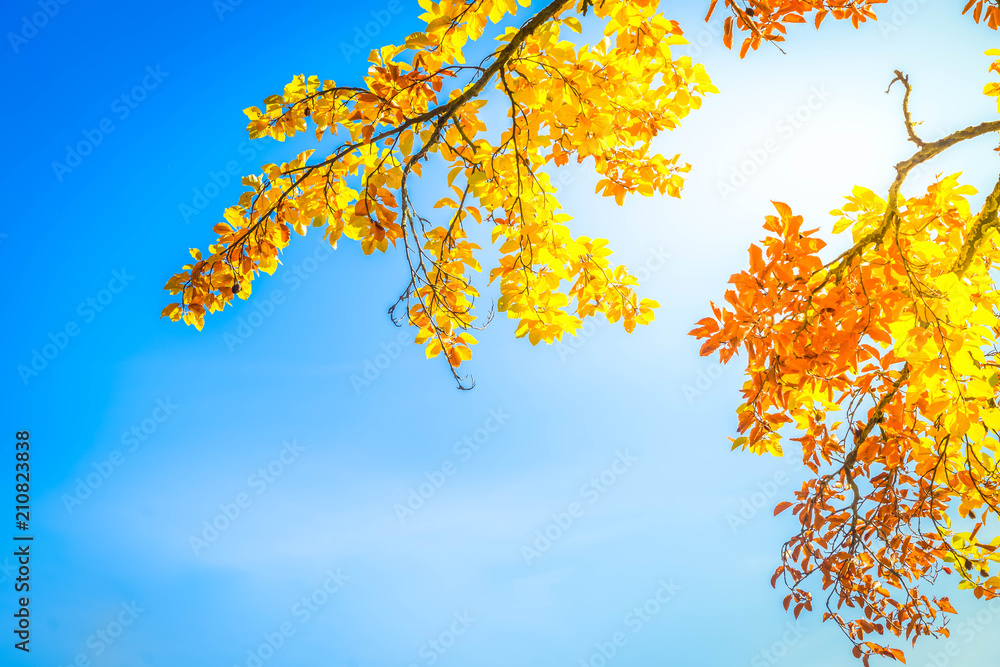 Vibrant fall foliage Vibrant fall foliage