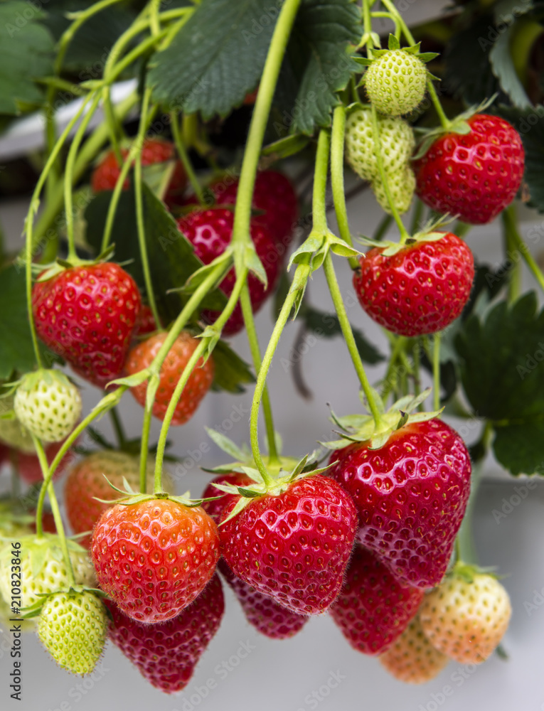 Red Juicy Strawberries Red Juicy Strawberries