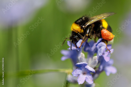honey bee sitting on flower © producer
