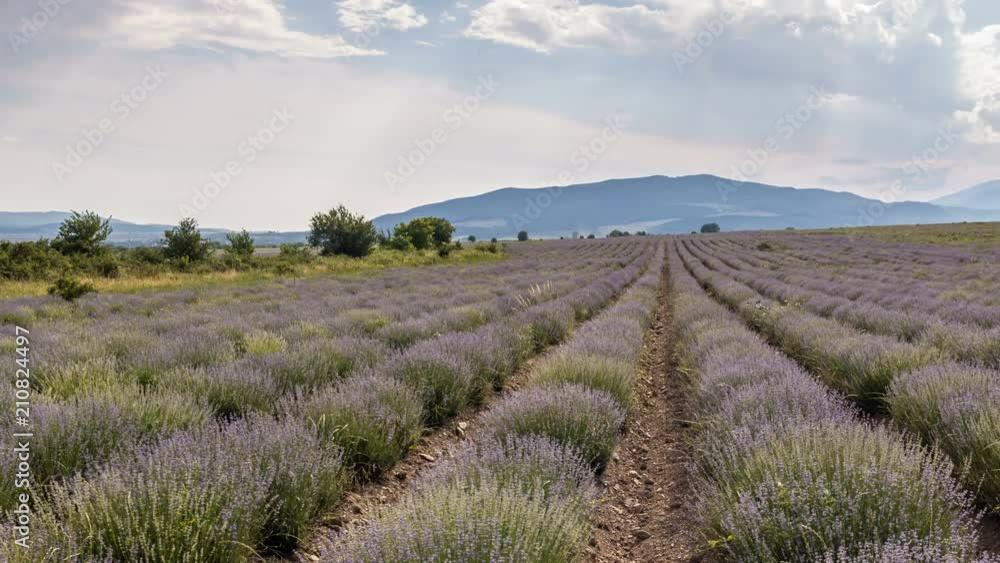 Time lapse of the beautiful lavender fields Time lapse of the beautiful lavender fields