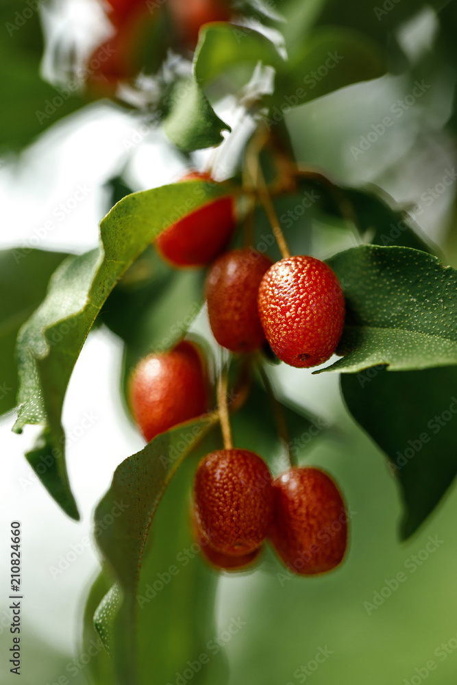 branch with fresh ripe goji berries branch with fresh ripe goji berries