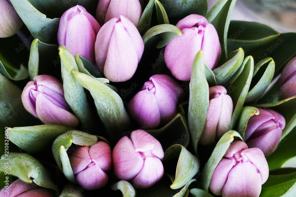 Fototapeta premium violet tulip flowers texture