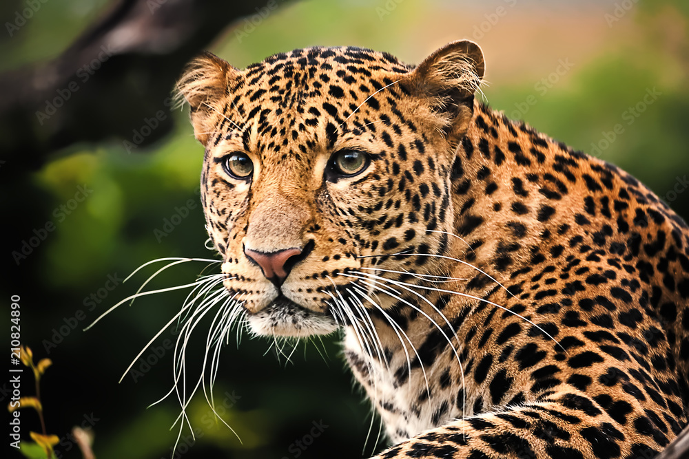Foto-Schmutzfangmatte - Javan leopard close up