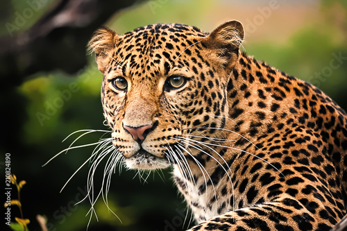 Foto-Schiebegardine ohne Schienensystem - Javan leopard close up (von Vaclav Zilvar)