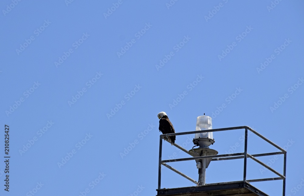 bald eagle perched on a railing around a navigational light, blue sky in the background bald eagle perched on a railing around a navigational light, blue sky in the background