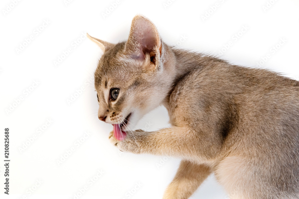 little cute Abyssinian kitten washes isolated little cute Abyssinian kitten washes isolated