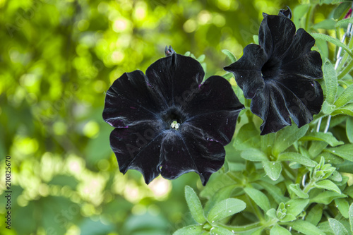 Fototapeta Naklejka Na Ścianę i Meble -  Flowers of black petunias