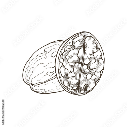 Hand drawn nut. Vector sketch of walnut isolated on white background.