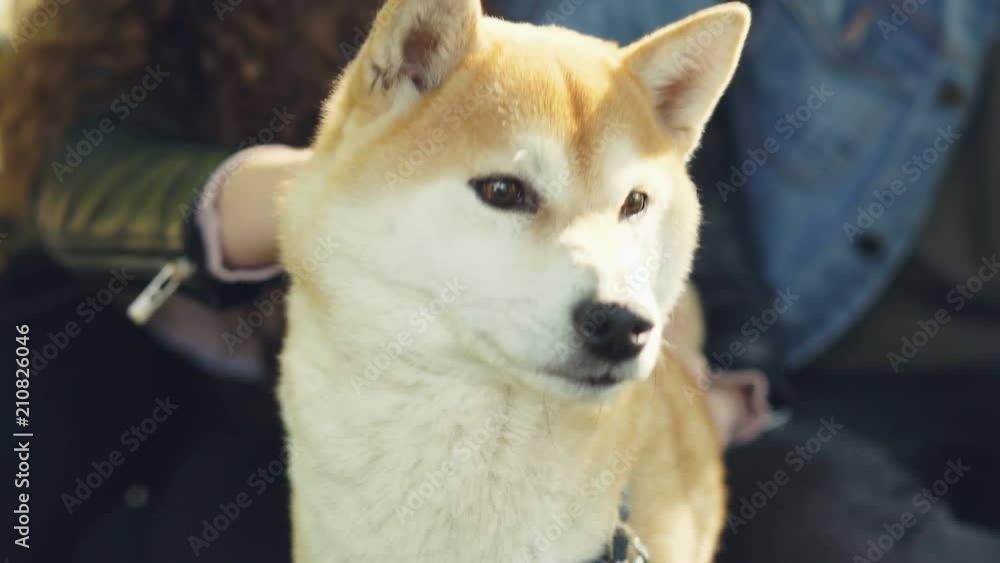 Loving owners of shiba inu dog are petting and fussing their pet touching its head and neck while happy animal is ejoying love and care. Puppies and people concept. Loving owners of shiba inu dog are petting and fussing their pet touching its head and neck while happy animal is ejoying love and care. Puppies and people concept.
