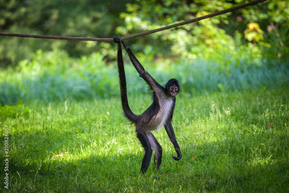 Более 330 работ на тему "Spider Monkey Zoo": стоковые фото, картинки и изображен