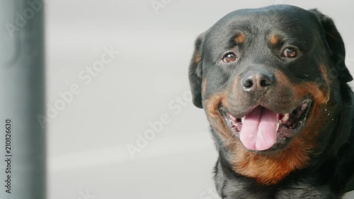 Large cute dog sitting happily waiting while people pass by