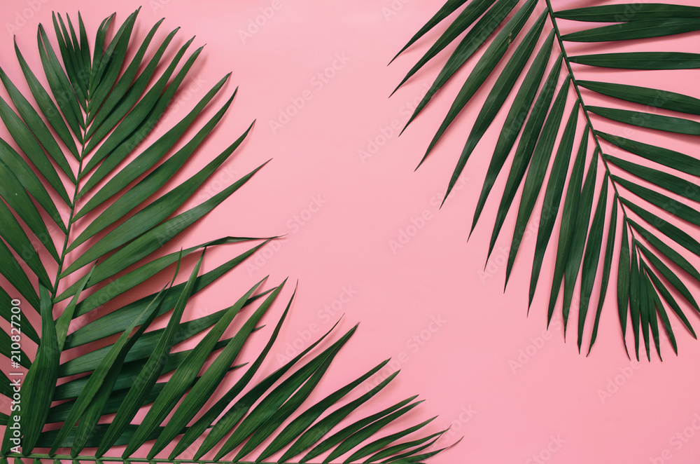 Tropical palm leaves on pastel pink background