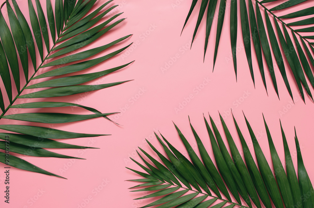 Tropical palm leaves on pastel pink background - obrazy, fototapety, plakaty 