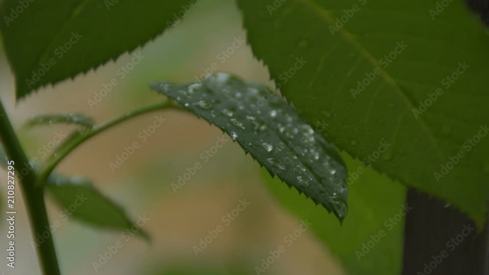 Rain drops on rose leaves Rain drops on rose leaves
