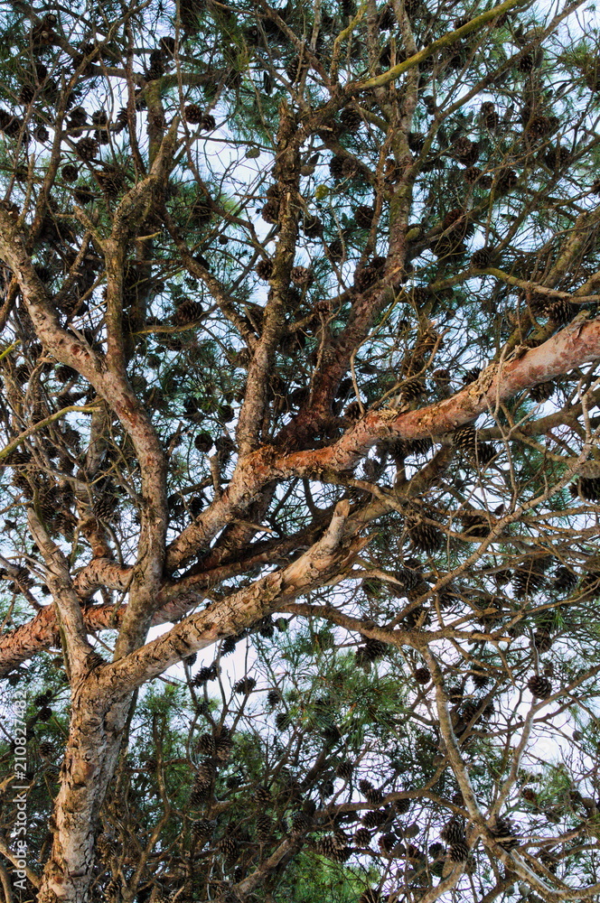 Obraz premium Beauty in Silba