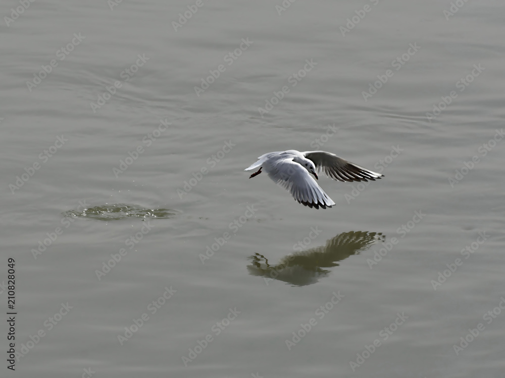 Seagull flying over the river - freedom concept Seagull flying over the river - freedom concept