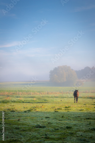 Sunlit horse in the morning fog 