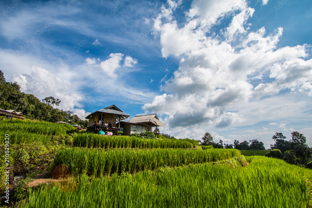 rice terrace in Thailand rice terrace in Thailand