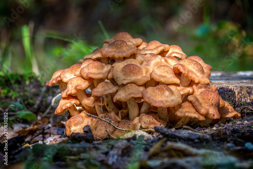 Armillaria tabescens mushroom in a autumn forest in Hungary photo