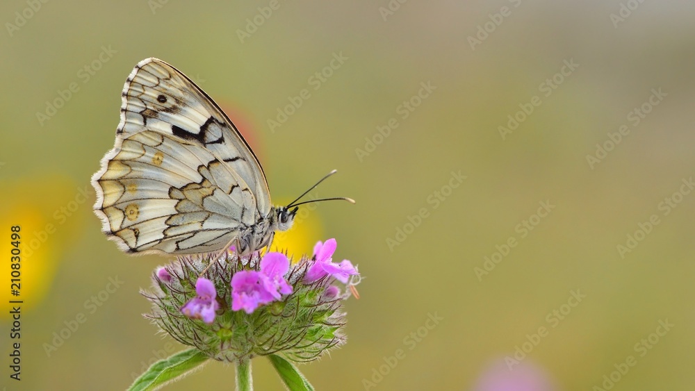 Obraz premium Melanargia larissa 25
