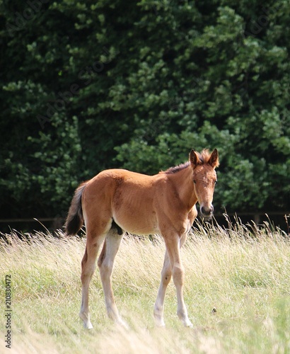 beautiful brown horse foal is standing on a paddock in the sunshine