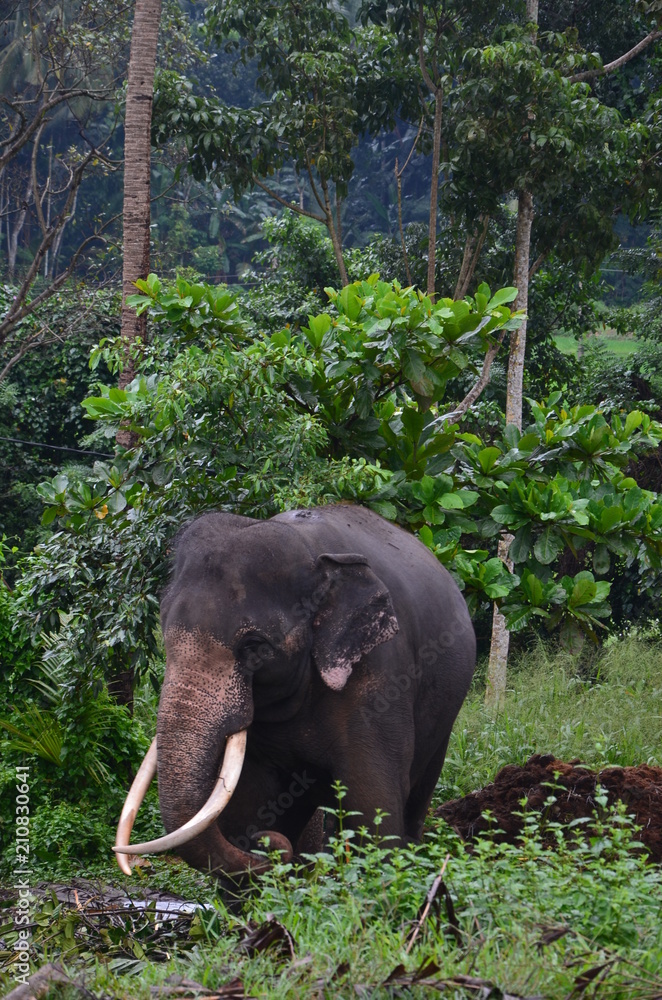 Fototapeta premium sri lanka