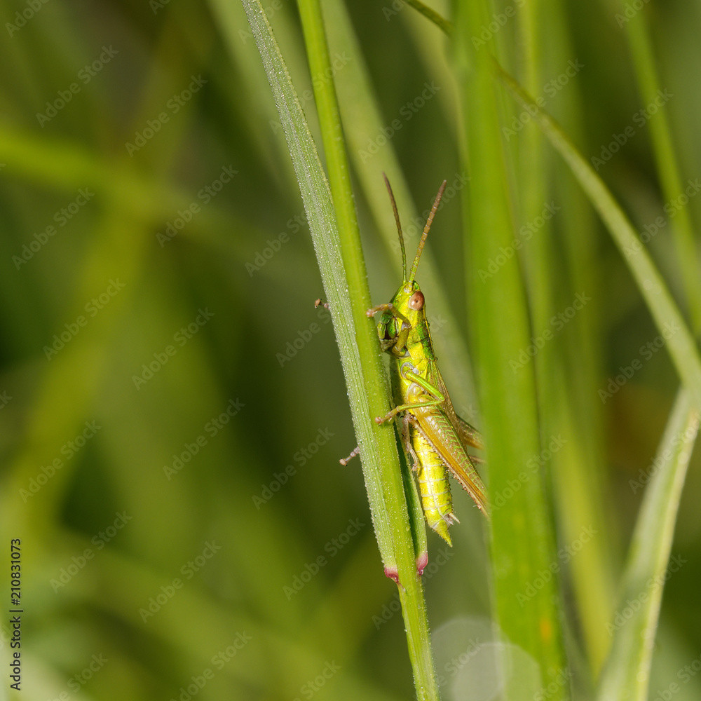 Green grasshopper in its natural environment, Danubian wetland, Slovakia, Europe Green grasshopper in its natural environment, Danubian wetland, Slovakia, Europe