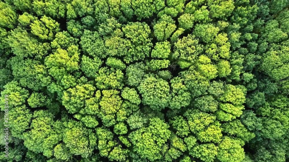 Aerial panoramic video from drone in 4Ka bird's eye view to the forest with green trees and bushes. Dolly out motion video. Aerial panoramic video from drone in 4Ka bird's eye view to the forest with green trees and bushes. Dolly out motion video.