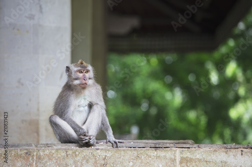 Long tailed macaque in sacred monkey forest in Ubud,Bali,Indonesia © darezare