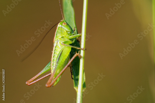 Green grasshopper in its natural environment, Danubian wetland, Slovakia, Europe