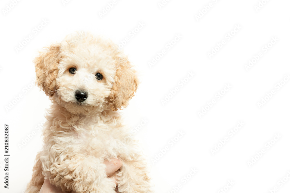 Beige poodle hotsell